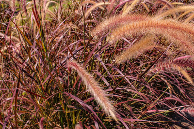 Full frame shot of grass growing outdoors