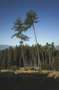 Pine trees in forest against sky