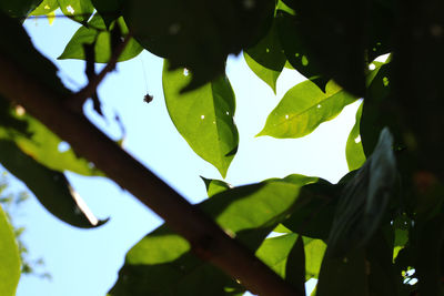 Low angle view of tree against sky