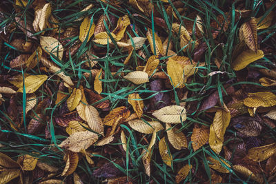 Full frame shot of dry leaves on field