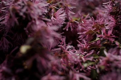 Close-up of pink flowers