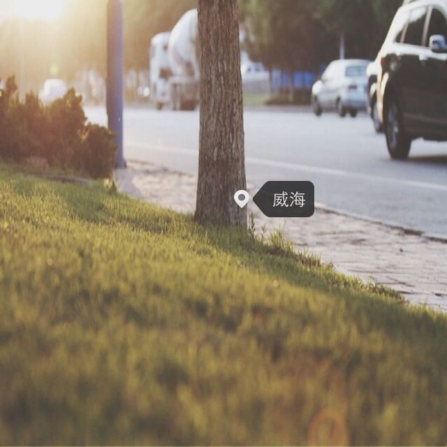 grass, transportation, road, tree, car, land vehicle, street, focus on foreground, text, field, communication, western script, mode of transport, sunlight, no people, outdoors, selective focus, day, road sign, guidance