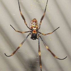 Close-up of spider