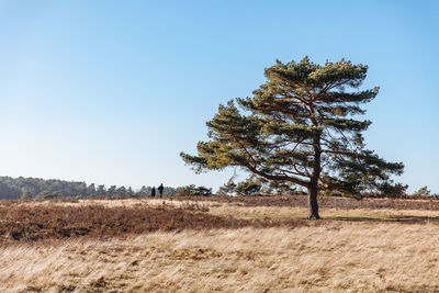 Tree on field against clear sky