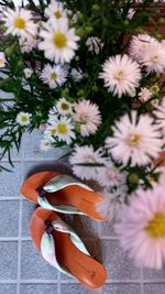 Close-up of orange flowers