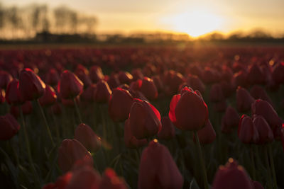 Close-up of poppies growing on field against sky during sunset