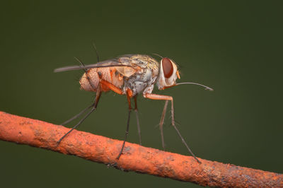 Close-up of insect on twig