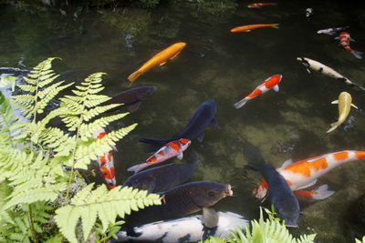 High angle view of koi carps in pond