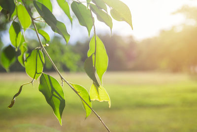 Close-up of leaves on plant in field