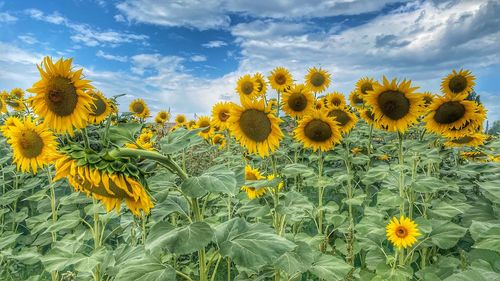 Close-up of yellow flowering plants on field against sky