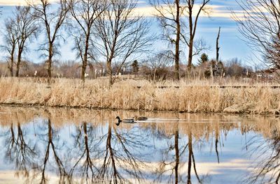 Reflection of bare trees in lake against sky