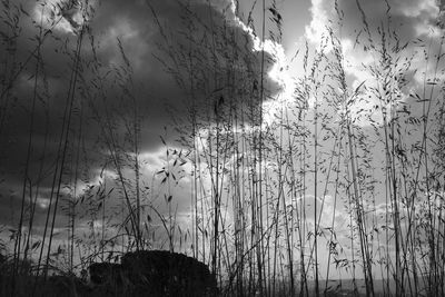 Low angle view of silhouette trees against sky