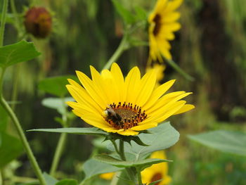 Close-up of bee pollinating on yellow flower