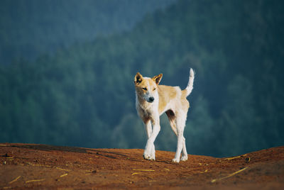 Portrait of a dog