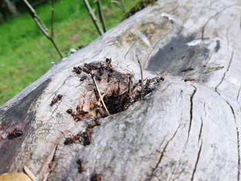 Close-up of ant on tree trunk