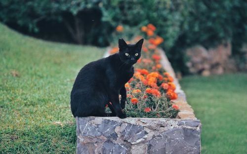 Portrait of black cat sitting on retaining wall against plants