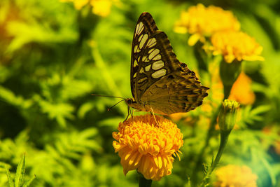 Close-up of butterfly pollinating on yellow flower