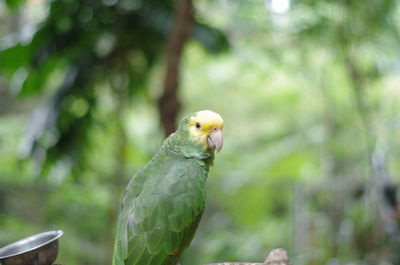 Close up bird