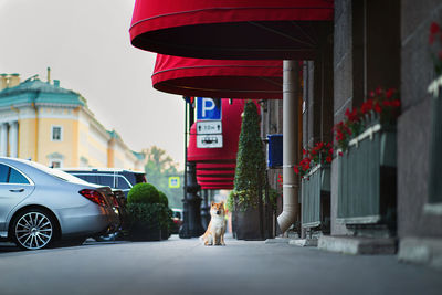 View of dog on street in city