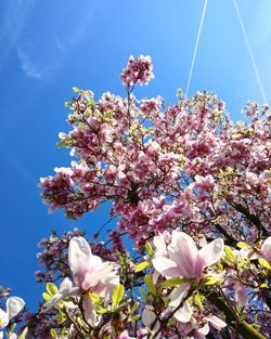 Low angle view of cherry blossoms against sky