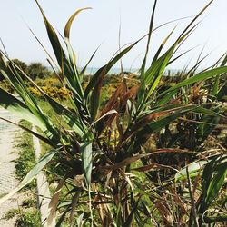 Close-up of plants growing on field against sky