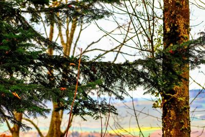Low angle view of pine tree against sky