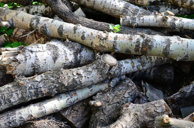 Full frame shot of logs in forest