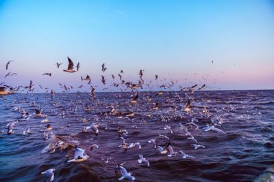 Seagulls flying over sea against clear sky