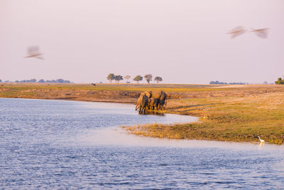 View of horse on land against sky