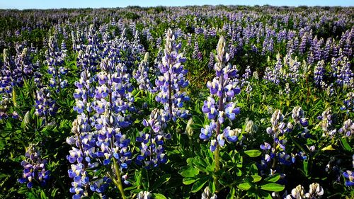 Close-up of purple flowering plants on field