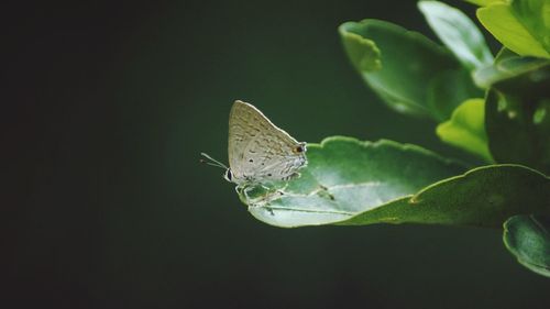 Close-up of insect on leaf