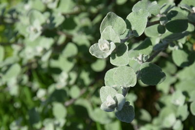 Close-up of plant