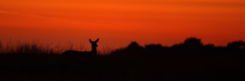 Silhouette horse against sky during sunset