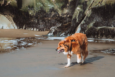 Dog standing in lake