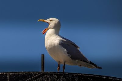 Low angle view of seagull perching against clear blue sky