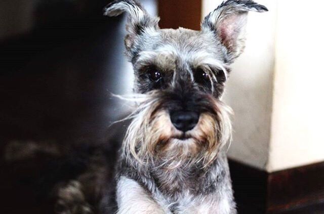 CLOSE-UP PORTRAIT OF DOG IN PEN