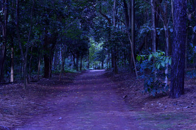 Footpath amidst trees in forest