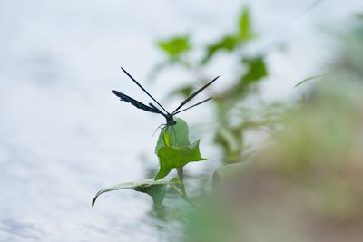 Close-up of insect on plant