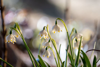 Close-up of white flowering plant