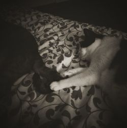 Close-up of cat resting on bed