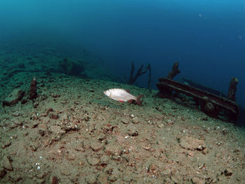 Fish swimming in freshwater lake under water