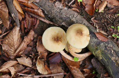 High angle view of mushrooms growing on field