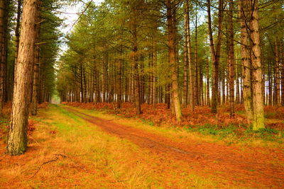 Dirt road amidst trees in forest during autumn