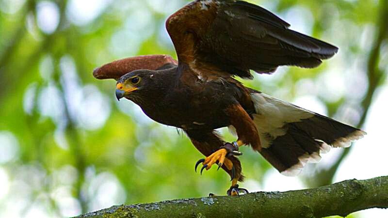 CLOSE-UP OF BIRD PERCHING ON TREE