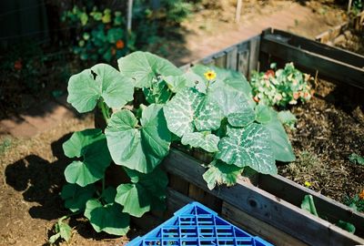 Close-up of green leaves in a vegetable garden