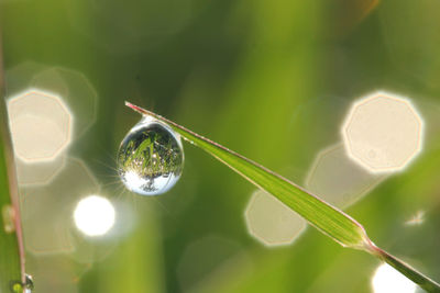 Close-up of water drops on plant