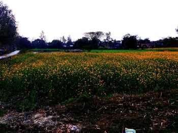 Yellow flowers growing on field