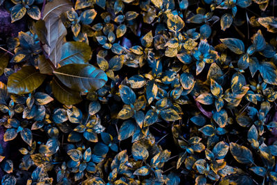 Full frame shot of leaves floating on water