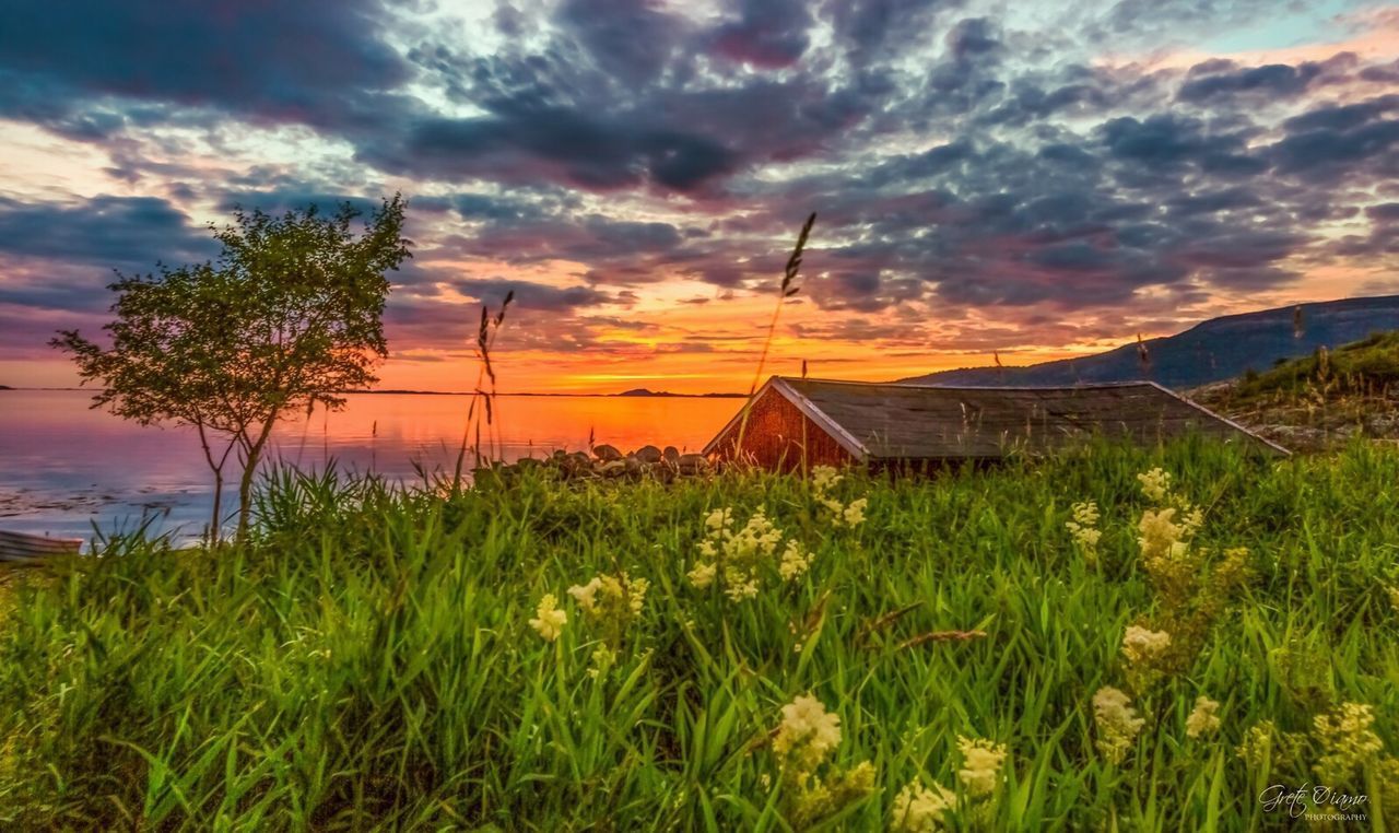 GRASS AGAINST SKY AT SUNSET