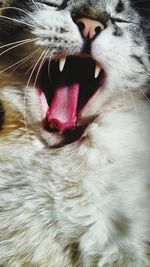 Close-up of cat yawning